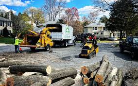 Professional  Tree Services in North Conway, NH