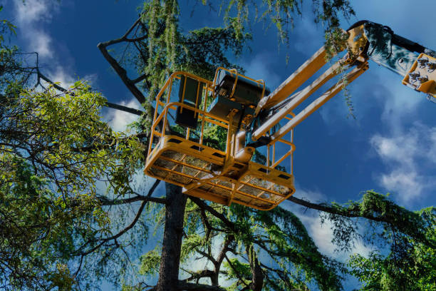 Why Choose Our Tree Removal Services in North Conway, NH?